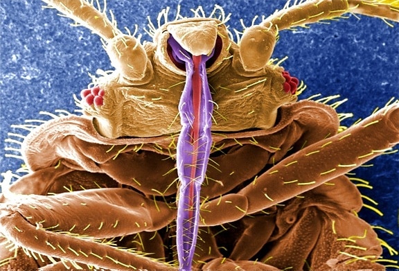 insectes, de la peau, perçage, pièces buccales, obtenir, le sang, le repas, six, articulées, des jambes