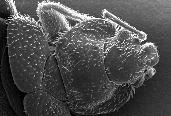 morphology, dorsal, exoskeletal, surface, bedbug, cimex lectularius