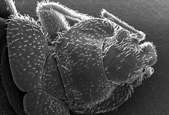 morphologie, dorsale, exosquelette, surface, bedbug, cimex lectularius
