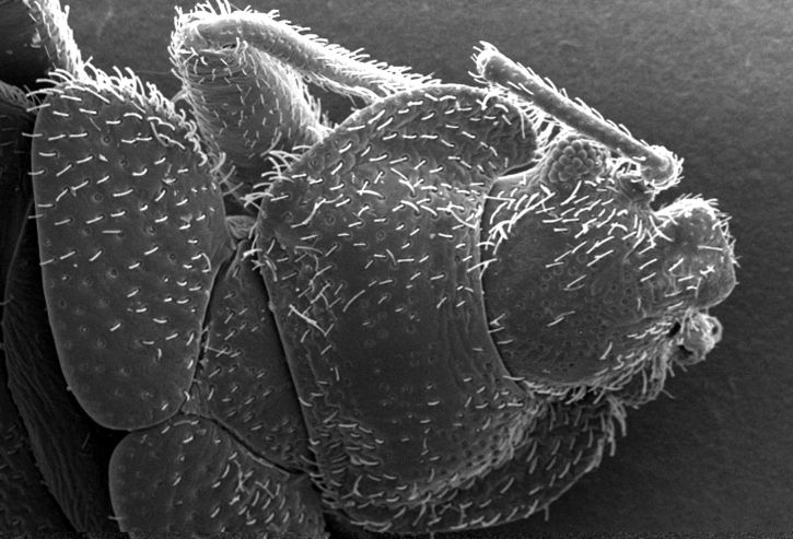 morfologi, rygg, exoskeletal, overflate, bedbug, cimex lectularius