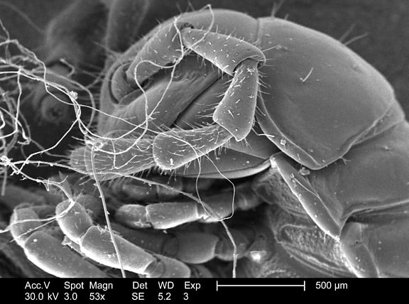 détails, insecte, microscope