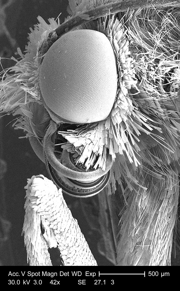 details, head, leg, joint, unidentified, insect