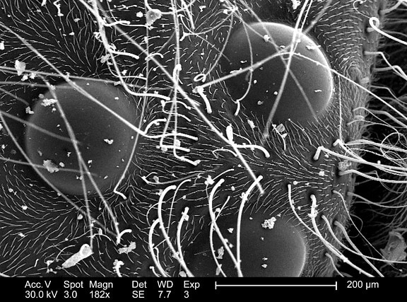 electron micrograph, triangular, grouping, three, ocelli