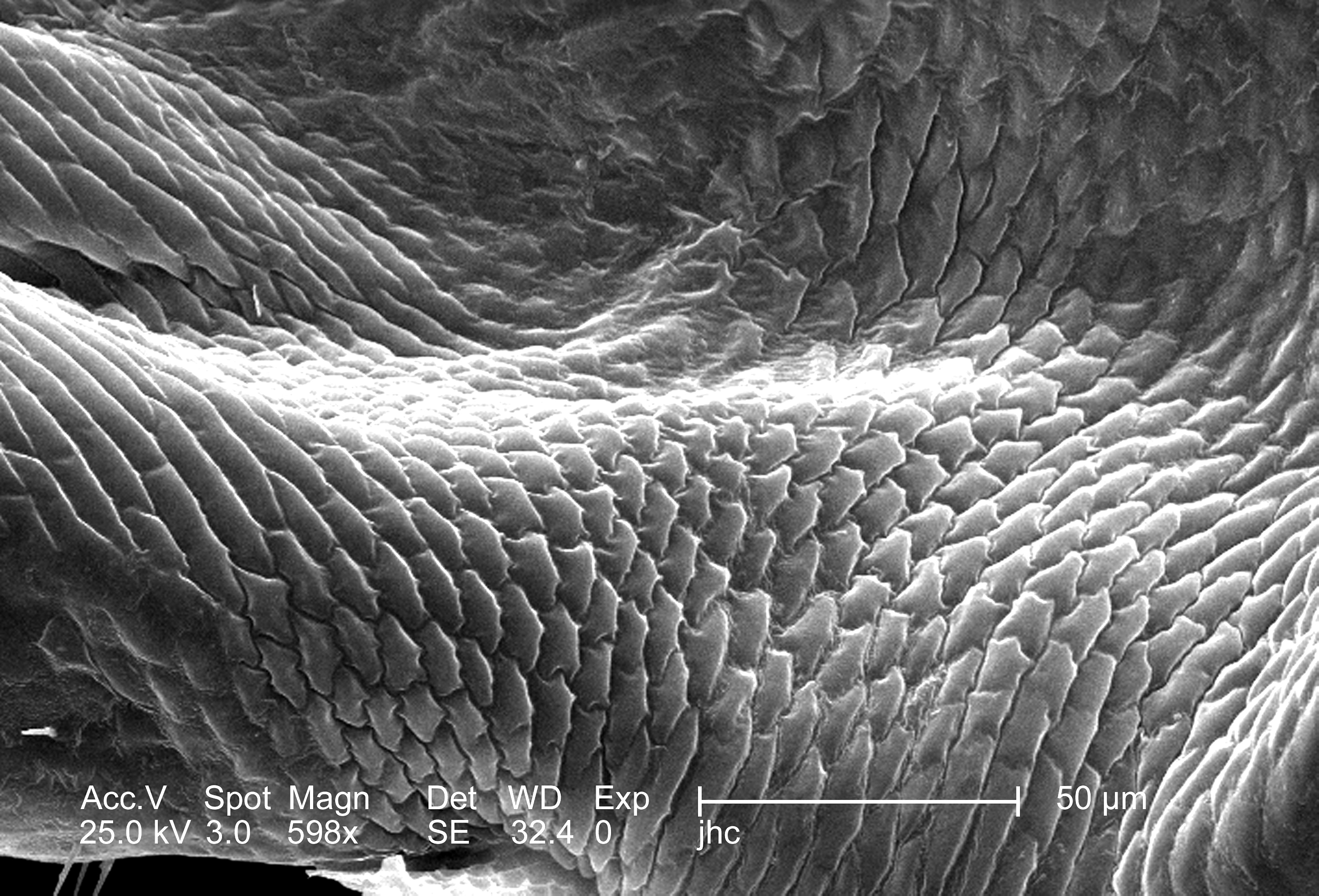 Слизистые покровы или гладкая поверхность мелкие. Структура хитина под микроскопом. Хитин микроскоп. Хитиновые покровы Жуков под микроскопом. Хитиновый Покров под микроскопом.