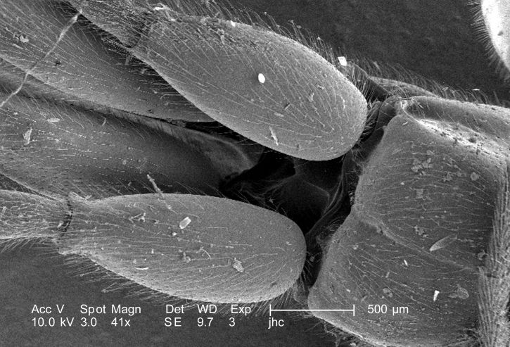 ศึกษาลักษณะชนิด สัณฐานวิทยา แมลง photomicrograph, exoskeletal