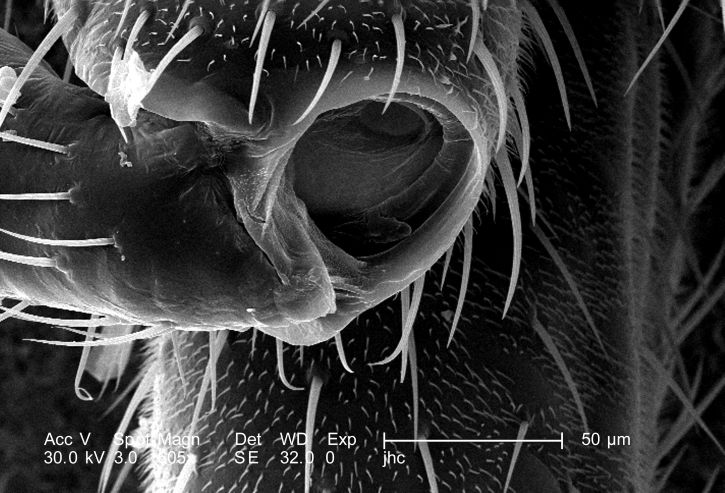 โครงกระดูกภายนอก up-close แมลง photomicrograph