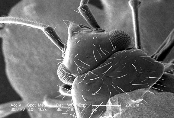 แมลง โครงกระดูกภายนอก ส่วนใหญ่ ประกอบด้วย chitin, polysaccharide