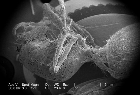 latrodectus สีดำ แม่ม่าย mactans น้ำตาล แมงมุม loxesceles