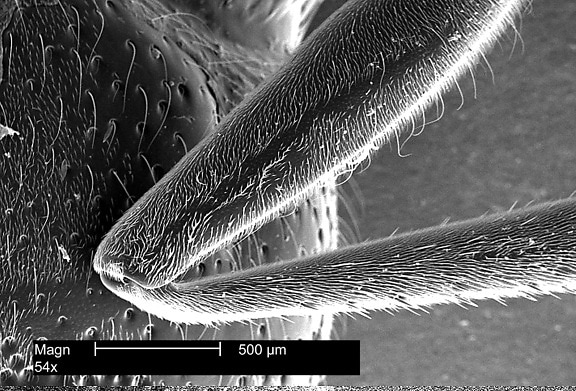 mikrograf, tawon, kaki, tambahan, mengungkapkan, kecil, sensitif, rambut, permukaan