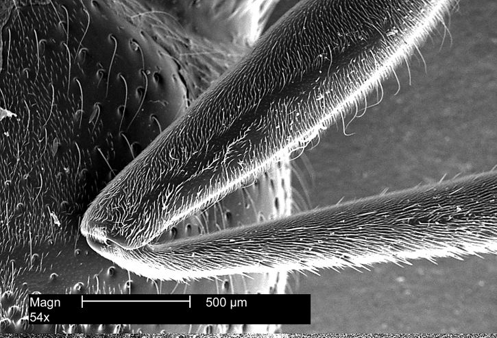 micrograph, ampiaisia, jalka, lisäke, paljastaa, pieni, herkkä, karvat, pinta