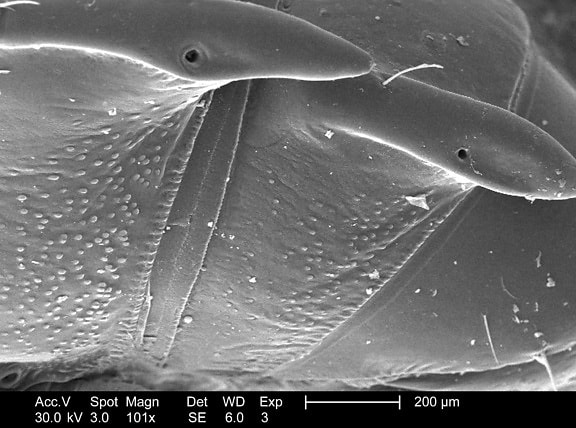morfológiai adatok, díszítő, chitinous, exoskeletal, felület kutikula, amely, azonosítatlan, százlábú