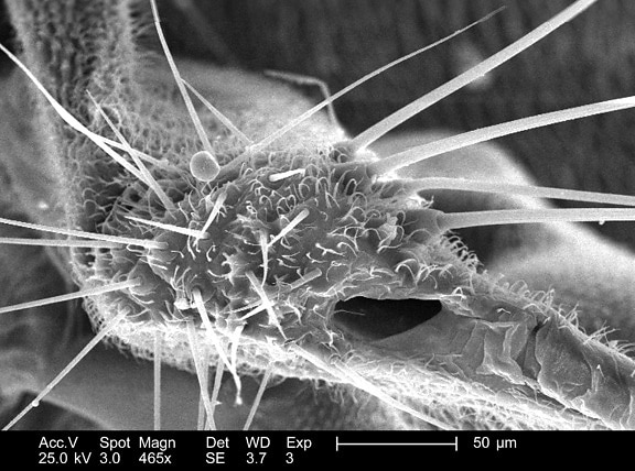 detalles morfológicos, asociado, ala, el apego, no identificado, libélula