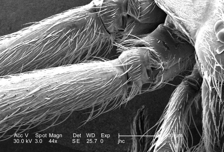 spiders fang, far, pedipalp, monochrome, photomicrograph, close-up, detail, black, grey