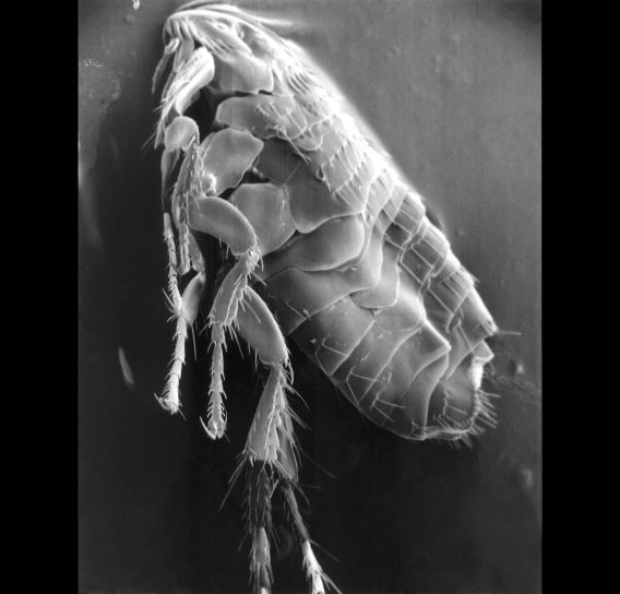 parasitaria, pulgas, micrografía, cerca