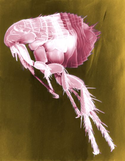 digitalização, micrografia eletrônica, pulga