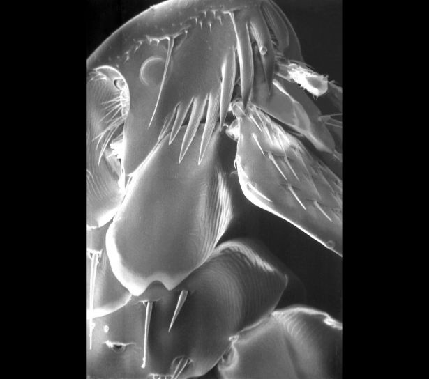 การสแกน อิเล็กตรอน photomicrograph ปรสิต หมัด แมลง