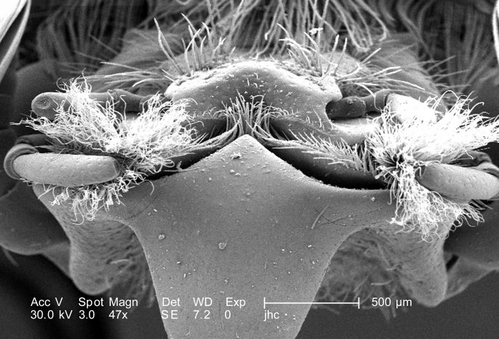 โครงสร้าง เกี่ยวข้อง ปาก มองเห็น labrum, mandibles, maxillae แคม