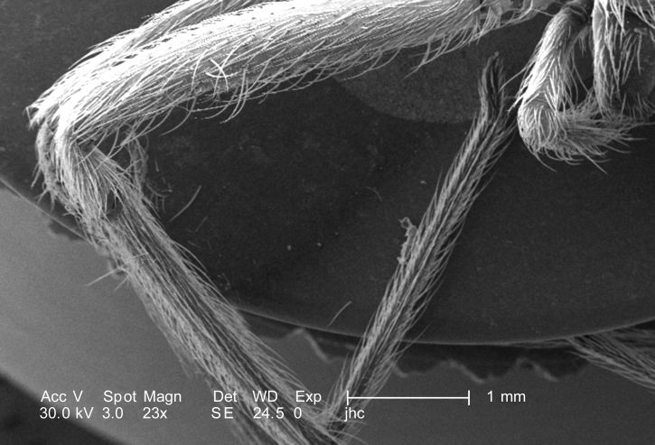 spiders legs, monochrome, photomicrograph, close-up, phylum arthropoda