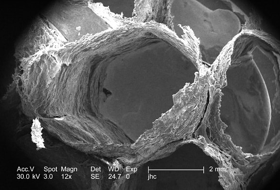 超微細構造, 目に見える、表面、正体不明、詳細については、スズメバチ、巣します。