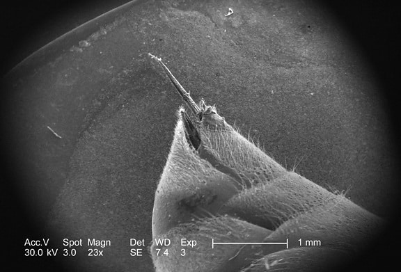 ultrastrutturali, dettagli morfologici, Stinger, apparecchi, non identificato, hymenopteran, insetto