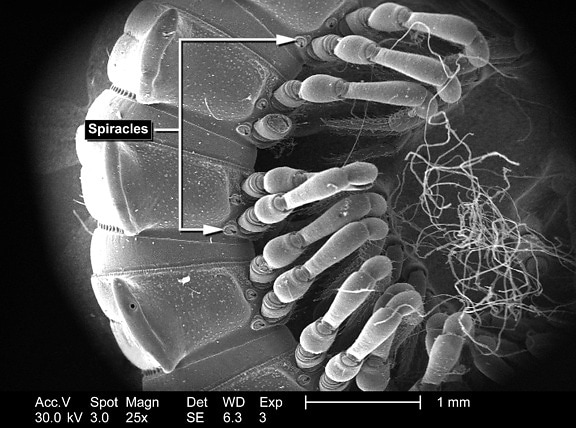 không rõ nguồn gốc, millipedes, phân đoạn, cơ thể, tường, điểm, nối, chân, côn trùng, exoskeleton