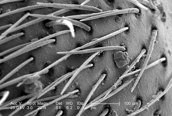 nicht identifizierte, eine Region, weiblich, Samt, Ameisen, dasymutilla, Exoskelett, Oberfläche