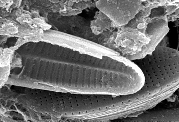 niet-geïdentificeerde, diatomeeën, gevangen, amorf, gelatine-achtige, biofilm