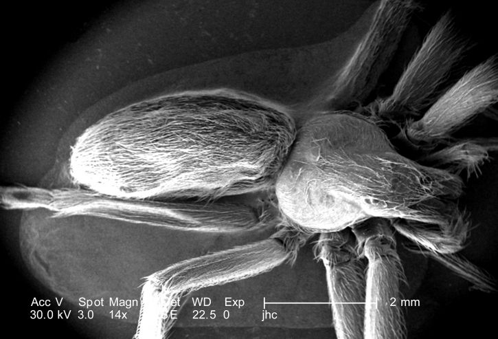 con nhện có nọc độc, màu nâu, ẩn dật, loxosceles reclusa