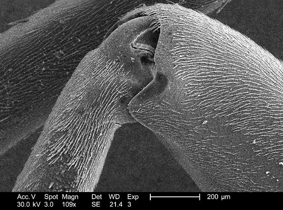 แตน ดี ผึ้ง มด sawflies สมาชิก ยอดกล้อง ไฟลัม arthropoda คลาส