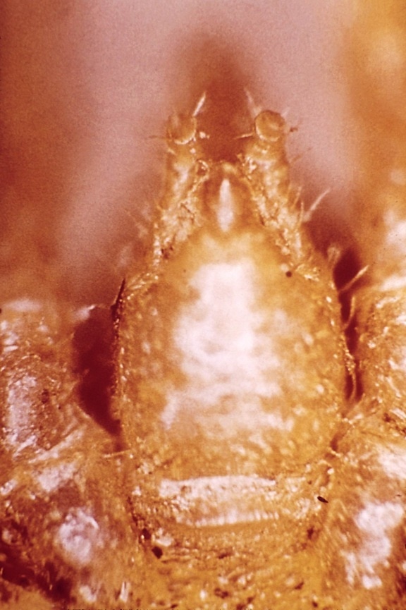 อเมริกัน เห็บ สกุล antricola otobius มี ร่องรอย hypostomes