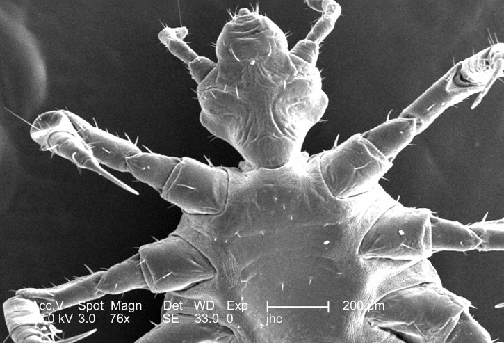 แมลง exoskeletal สัณฐานวิทยา จัดแสดง เซฟาลิค