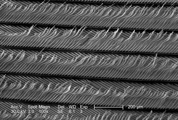 magnification, 100x, strut,configuration, unidentified, bird, feather