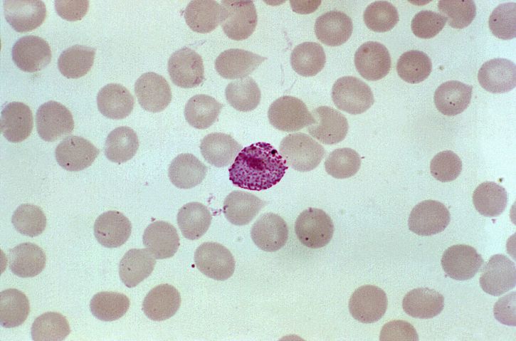 darah smear, berisi, microgametocyte, parasit, plasmodium vivax