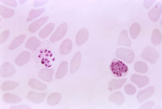 magnified-1125x-this-thin-film-photomicrograph-of-a-blood-smear-revealed-the-presence-of-two-plasmodium-vivax-schizonts-550x371.jpg