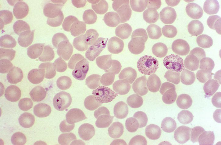 疟疾, 寄生虫, 接受, 无性繁殖, 红细胞, 红细胞, schizogony