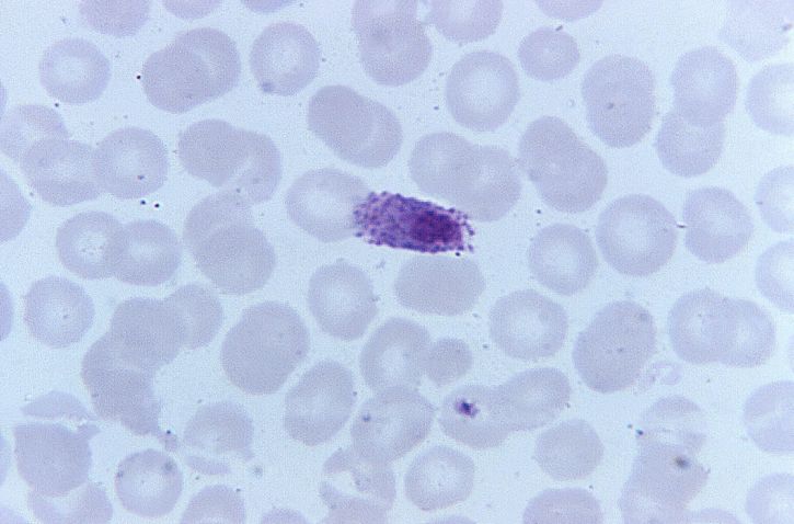 microgametocyte, produs, erythrocytic, bicicleta, arătat, ovale
