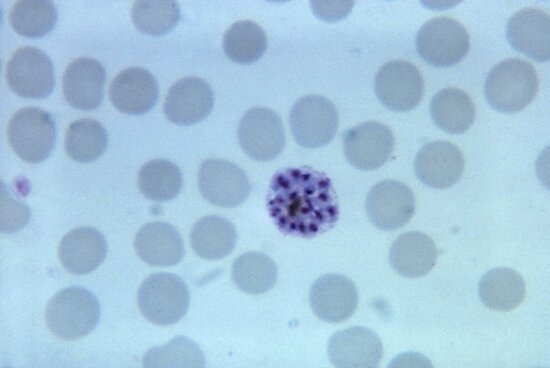 Free picture: micrograph, growing, plasmodium trophozoites, schuffners ...