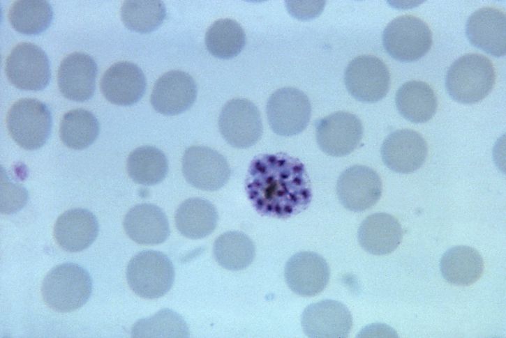 μικρογραφία, Ώριμο, plasmodium vivax, schizont, merozoites, mag, 1125 x