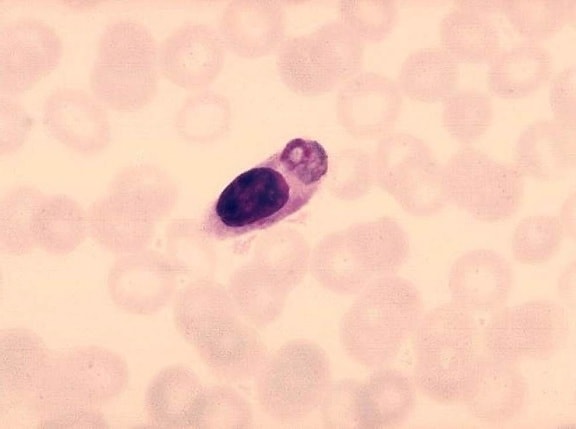 Monozyten, eingenommen, Malaria, Parasiten