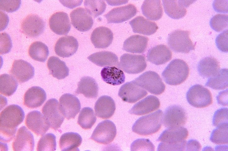 gekleurd, plasmodium malariae, macrogametocyte