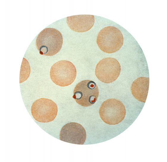 恶性疟原虫, 裂殖体, 二, 红细胞, wrights, 污渍, x1500