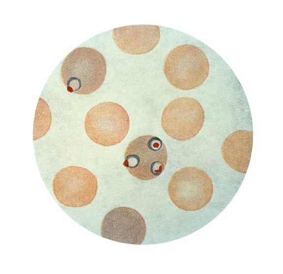 恶性疟原虫, 裂殖体, 二, 红细胞, wrights, 污渍, x1500