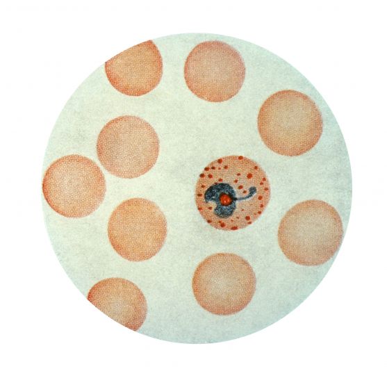 マラリア原虫の vivax 赤血球、トロフォゾイト、ステージ