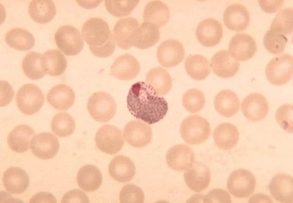 plasmodium vivax, mature, trophozoïte