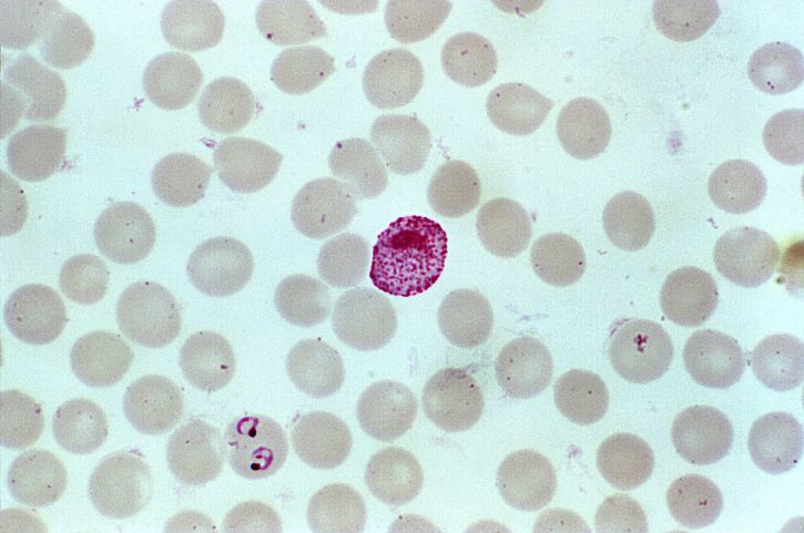 gametocytes, infecţioase, tantari, ingerat, intestin, tantari