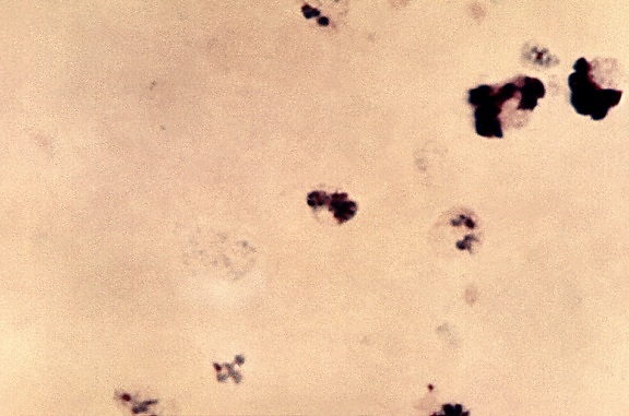 protozoaires, vivax, membre, genre, les membres de plasmodium