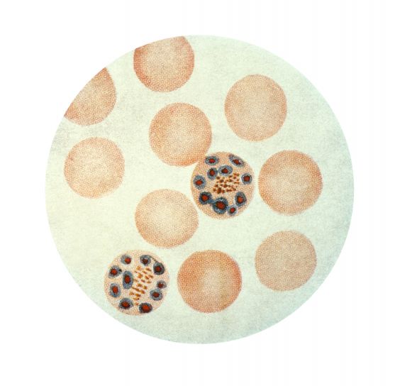 punasolujen, sisältää, merozoites, julkaistu, kehittää uros, naaras, gametocytes