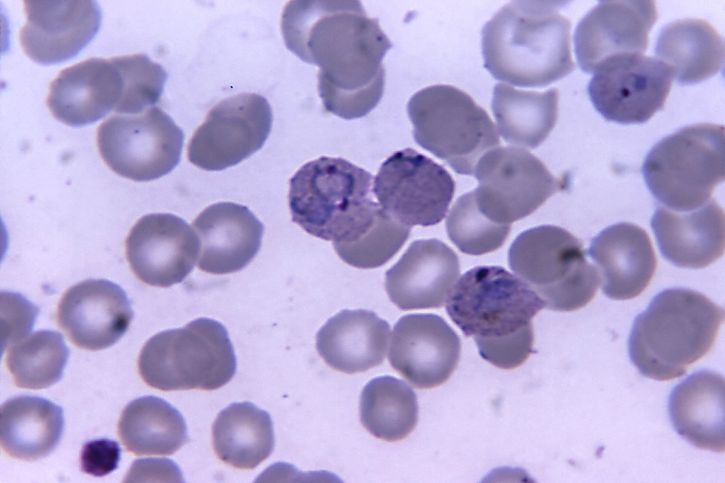 micrographie, les cellules, le paludisme, vivax, trophozoites