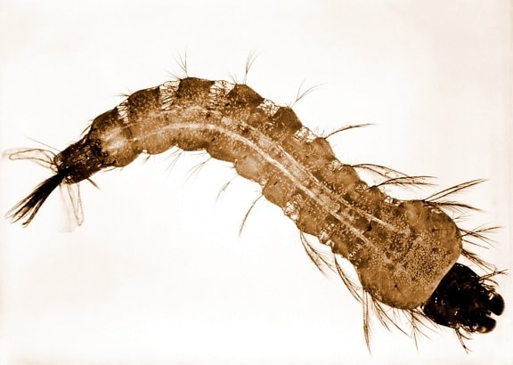 fotografia, anopheles stephensi, ţânţari, larva