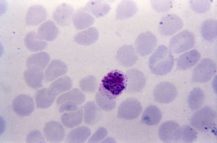 sottile, film, microfotografia, Plasmodium vivax, microgametocyte